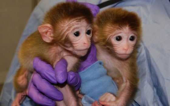Image: Two of the world's first chimeric primates